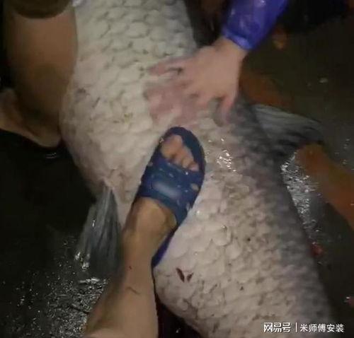 青鱼视频,探索未知,畅游网络新世界